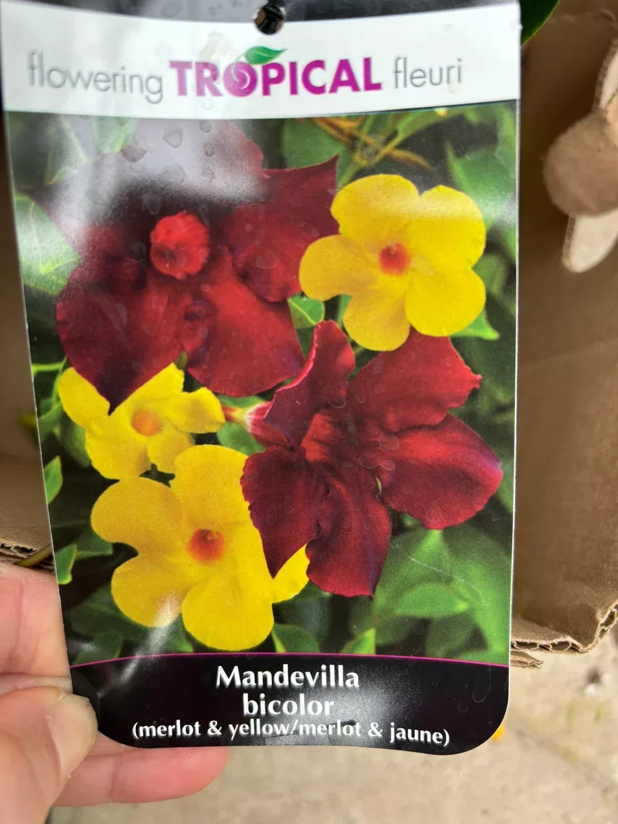 Mandevilla 21cm Small Leaf Bicolour Yellow & Merlot