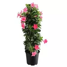 Mandevilla 21cm Small Leaf Vining Pink