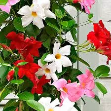 Mandevilla 21cm Small Leaf Vining Tri Red, Pink and White