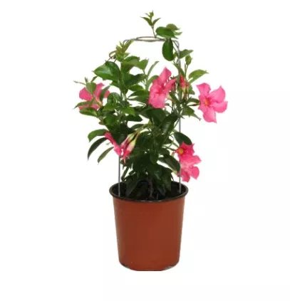 Mandevilla 'Small Leaf Vining Pink'