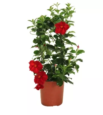 Mandevilla 'Small Leaf Vining Red'