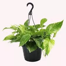 Marble Queen Pothos Hanging Basket