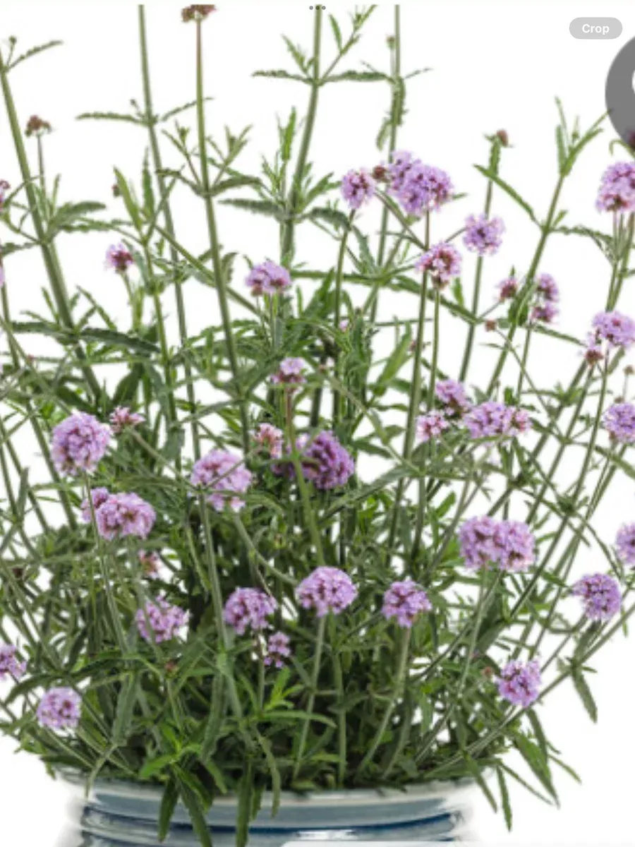 Meteor ShowerVerbena bonariensis