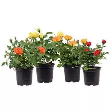 Mini Roses - 4" Asst.