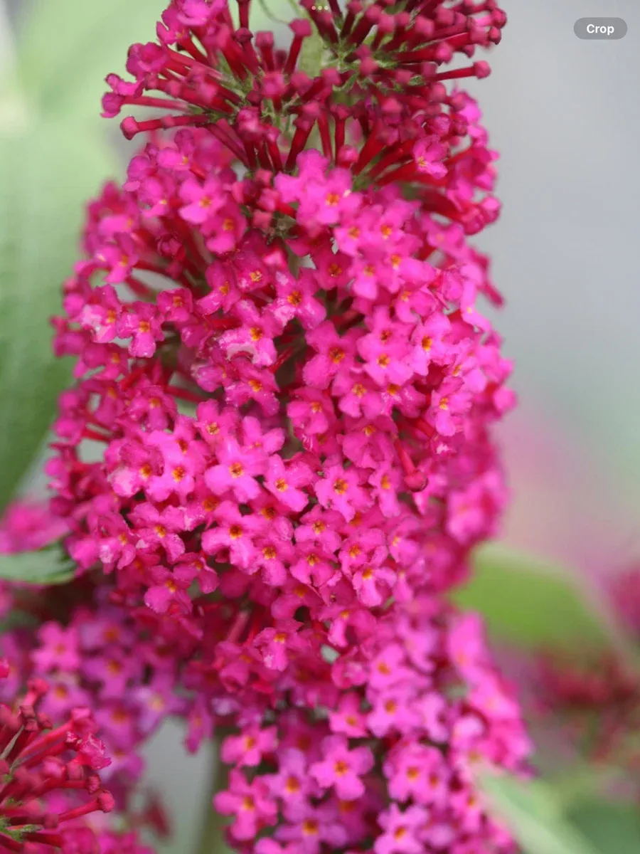 'Miss Molly' Butterfly BushBuddleia x