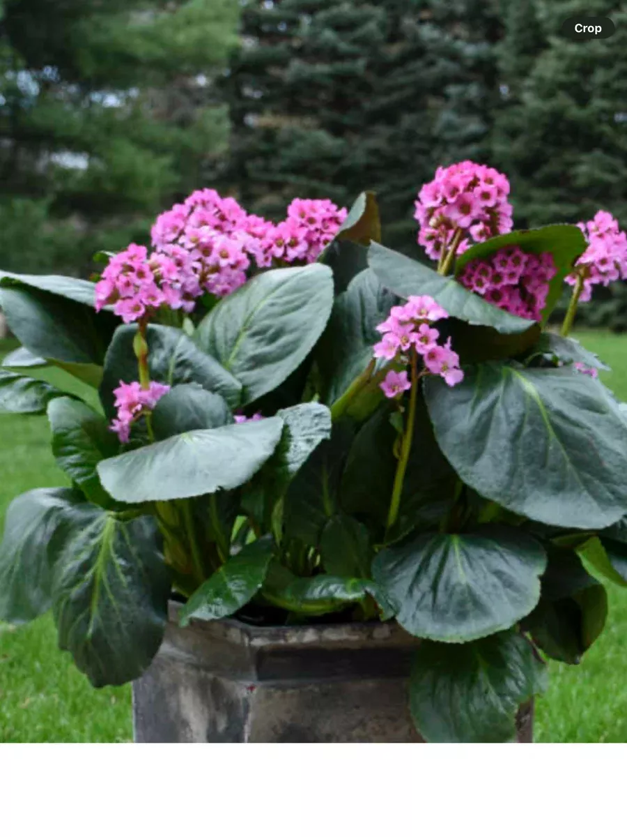 'Miss Piggy' PigsqueakBergenia cordifolia