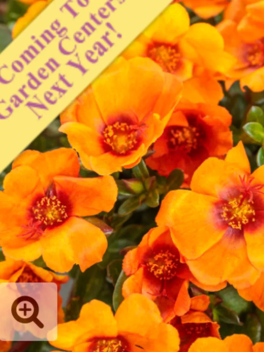 Mojave Mango purslanePortulaca umbraticola