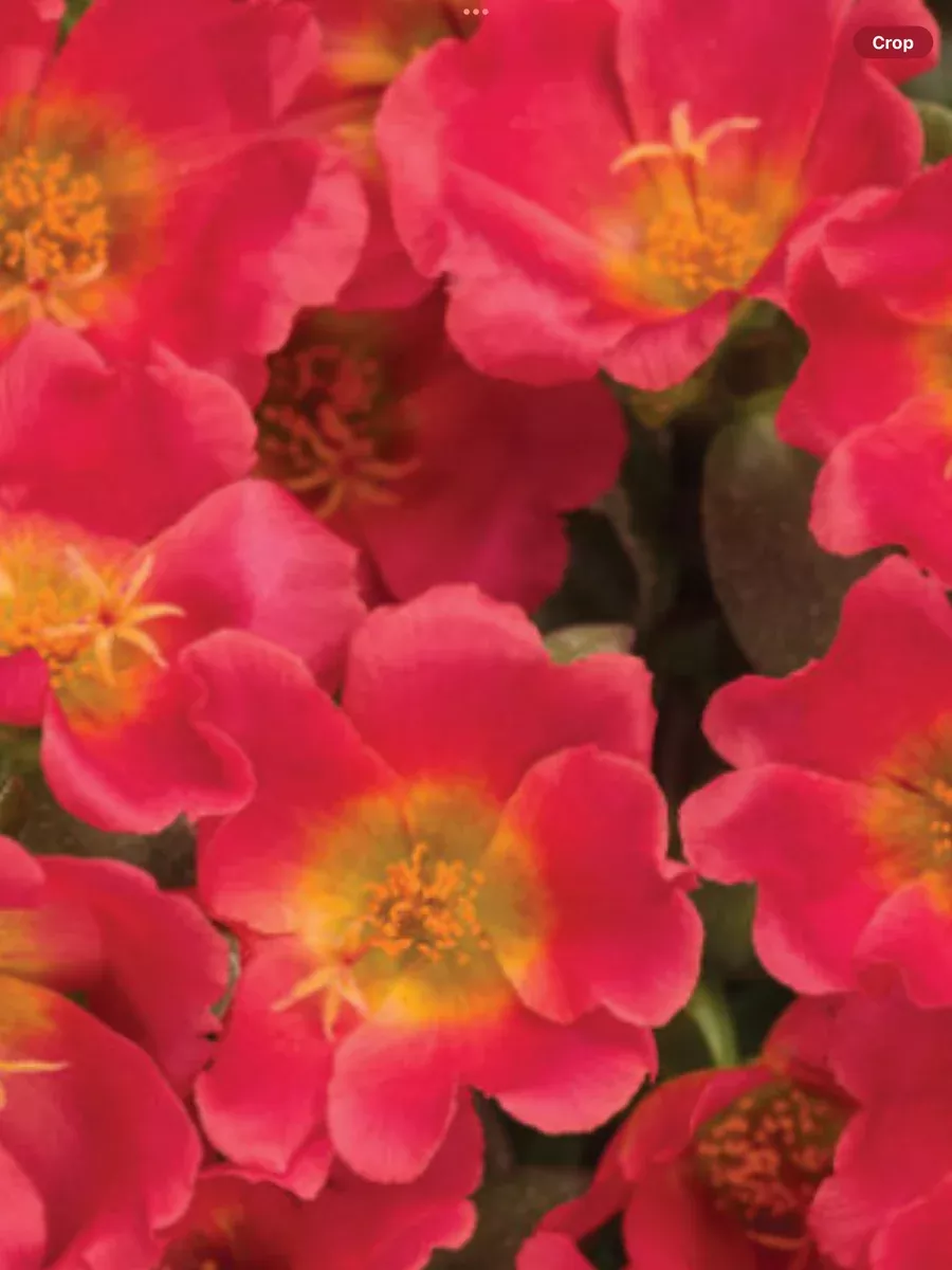 Mojave Red PurslanePortulaca umbraticola