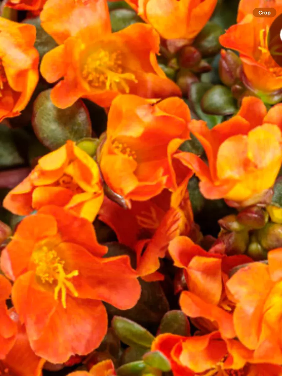 Mojave Tangerine PurslanePortulaca umbraticola