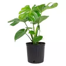 Monstera Deliciosa