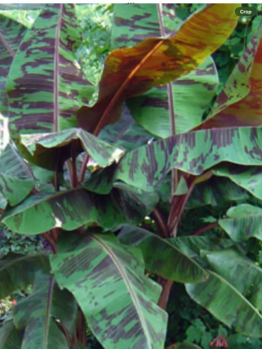 Musa Zebrina