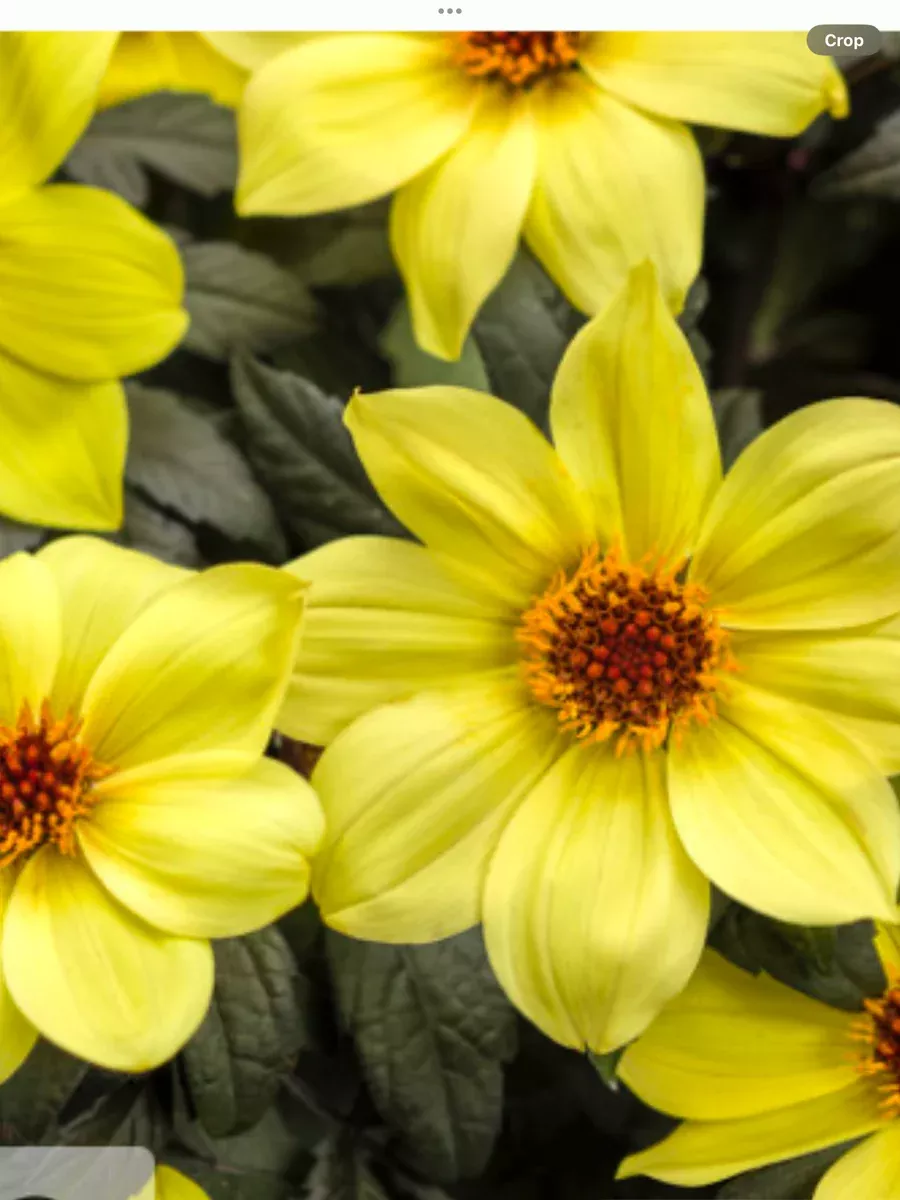 Mystic IllusionDahlia hybrid