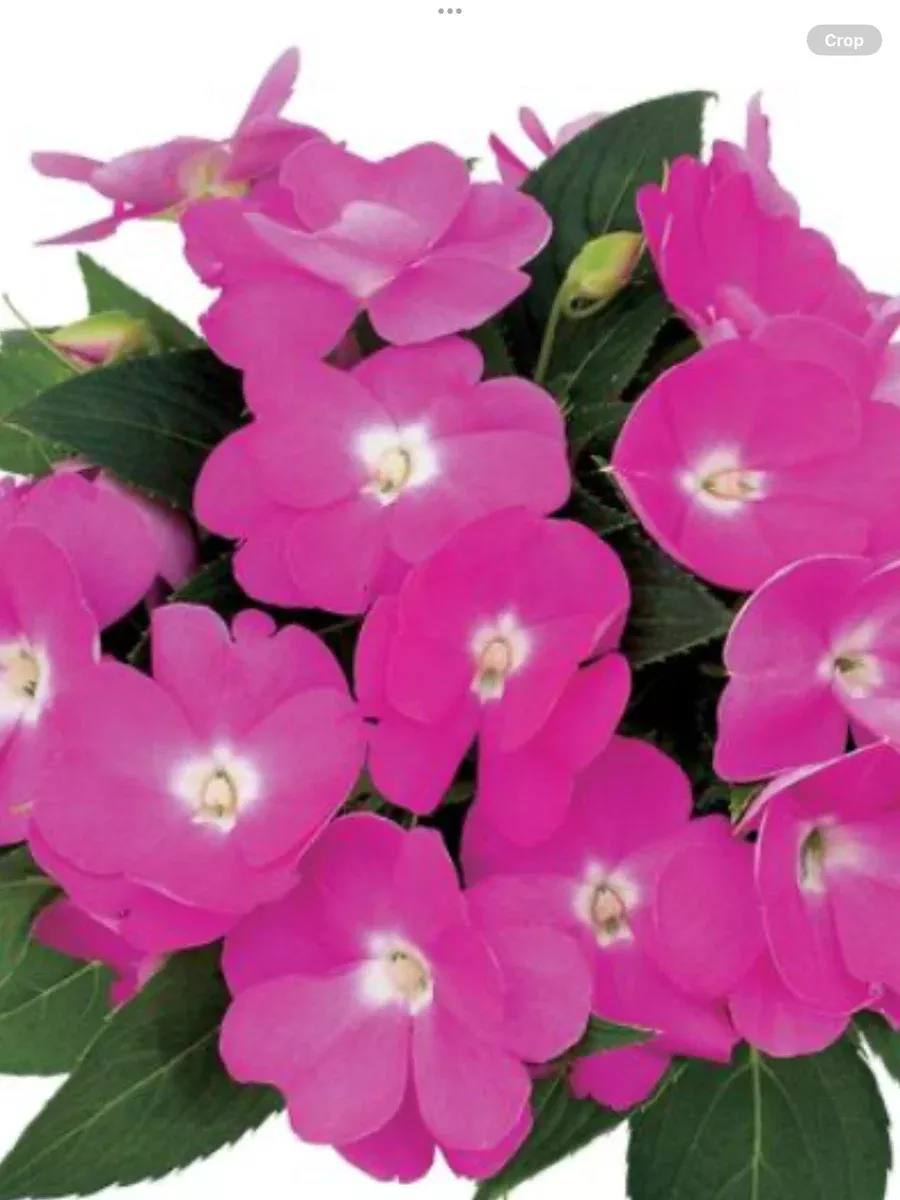 New Guinea Impatien Paradise Select Dark Lavender