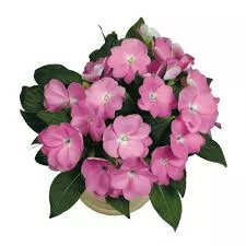 New Guinea Impatien Paradise Select Light Lavender