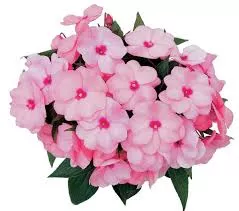 New Guinea Impatien Paradise Select Light Rose