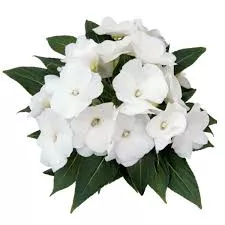 New Guinea Impatien Paradise Select White