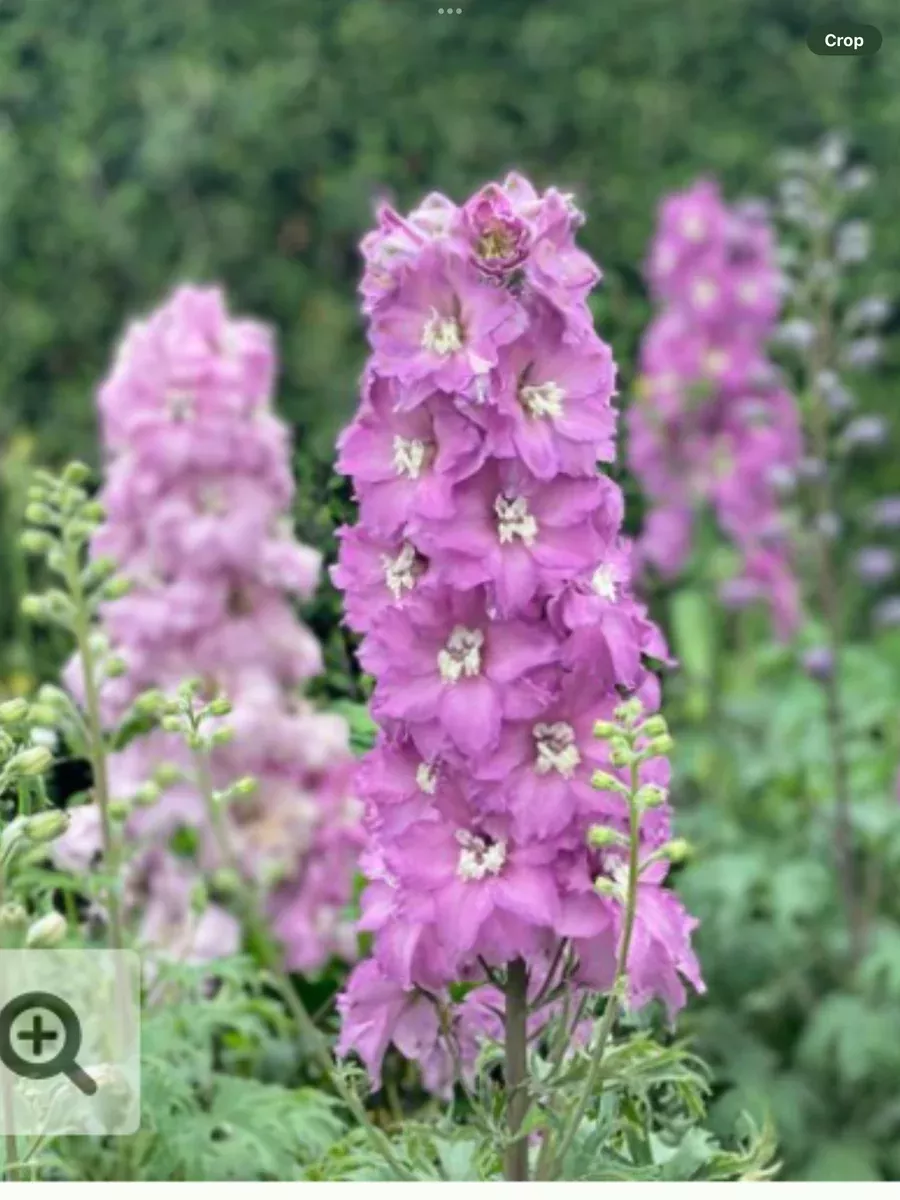 New Zealand 'Mini Pinks' Hybrid Bee DelphiniumDelphinium hybrid