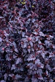 Ninebark 'Panther'