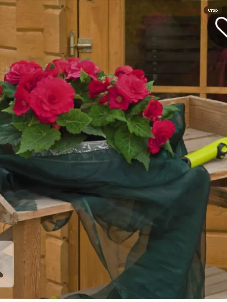 Nonstop Deep Rose Tuberous BegoniaBegonia x tuberhybrida
