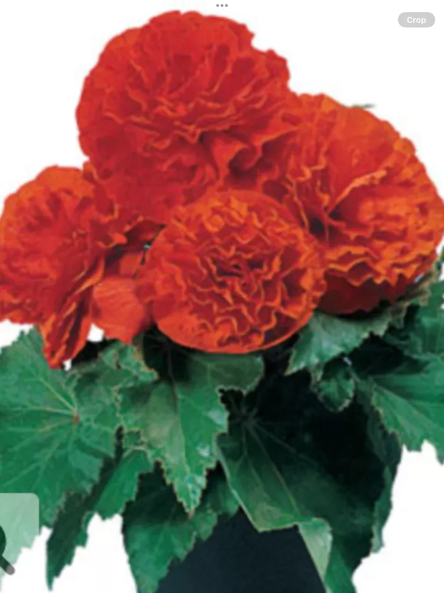 Nonstop Orange Tuberous BegoniaBegonia x tuberhybrida