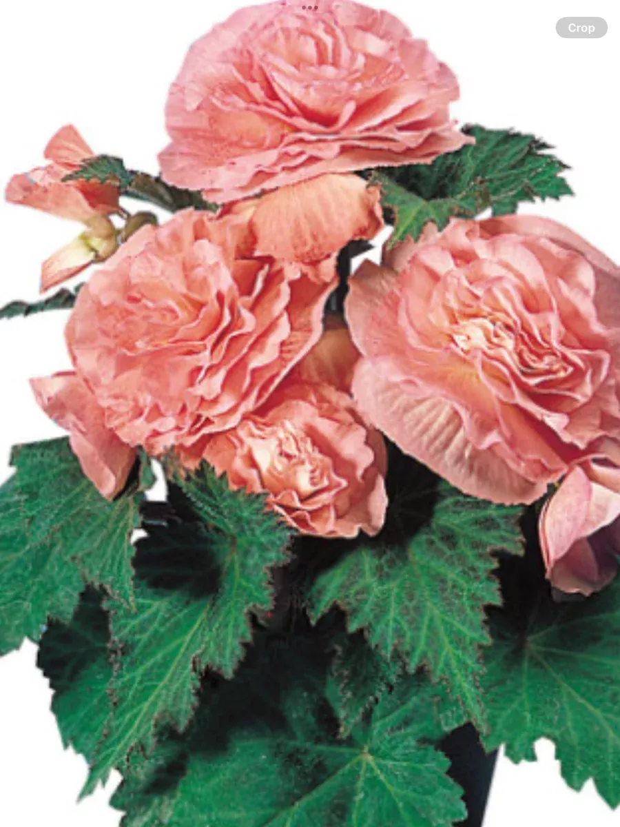 Nonstop Pink Tuberous BegoniaBegonia x tuberhybrida