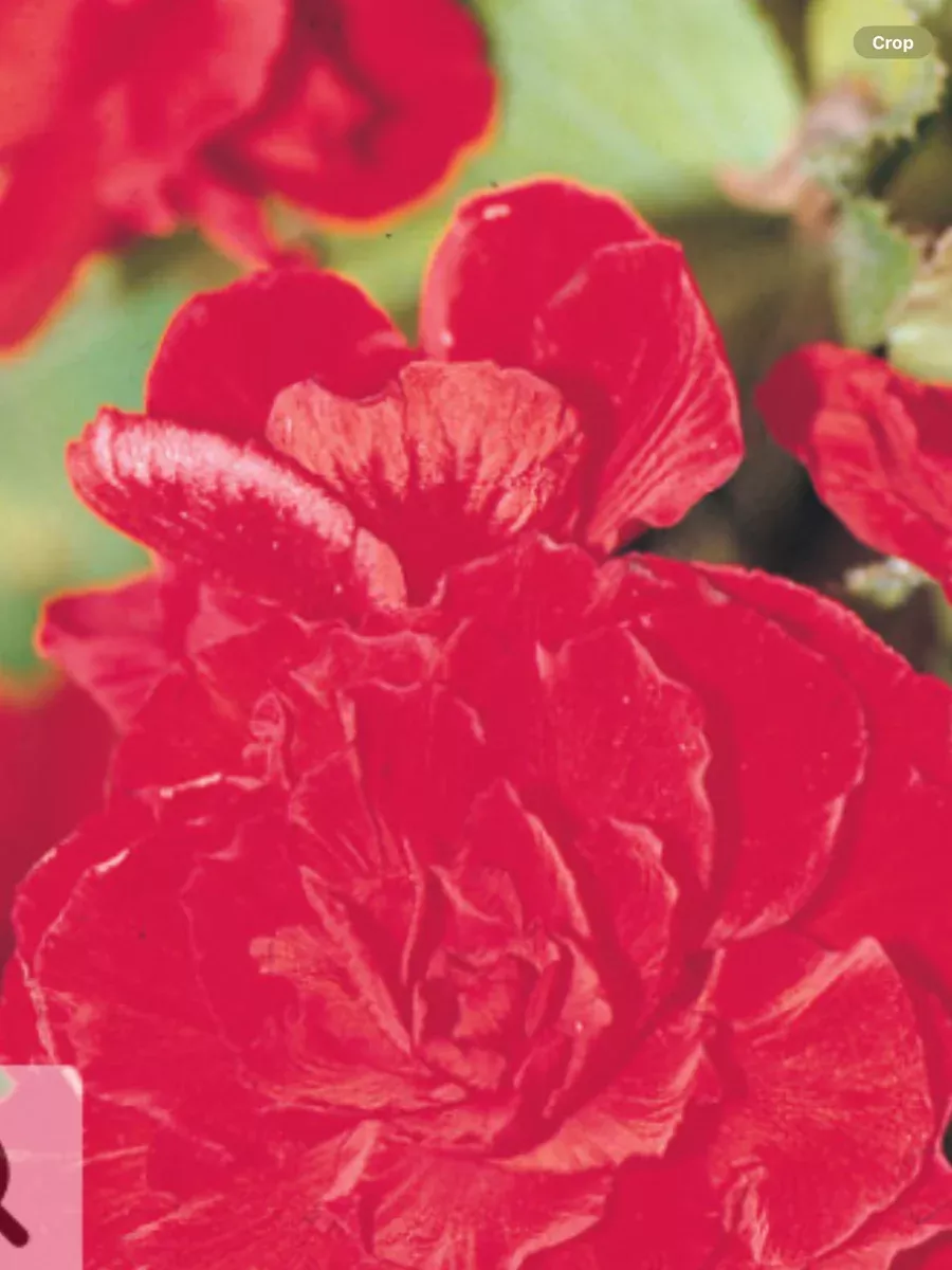 Nonstop Red Tuberous BegoniaBegonia x tuberhybrida