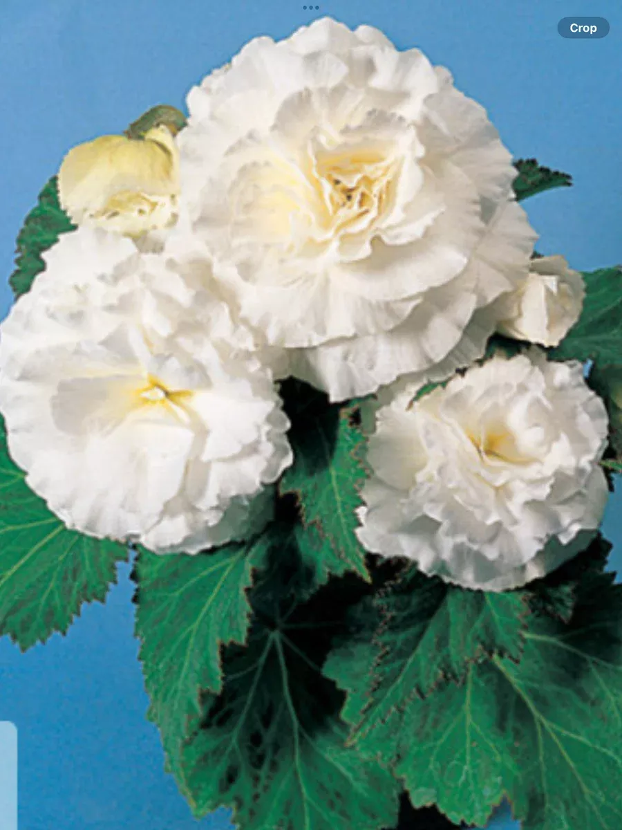 Nonstop White Tuberous BegoniaBegonia x tuberhybrida
