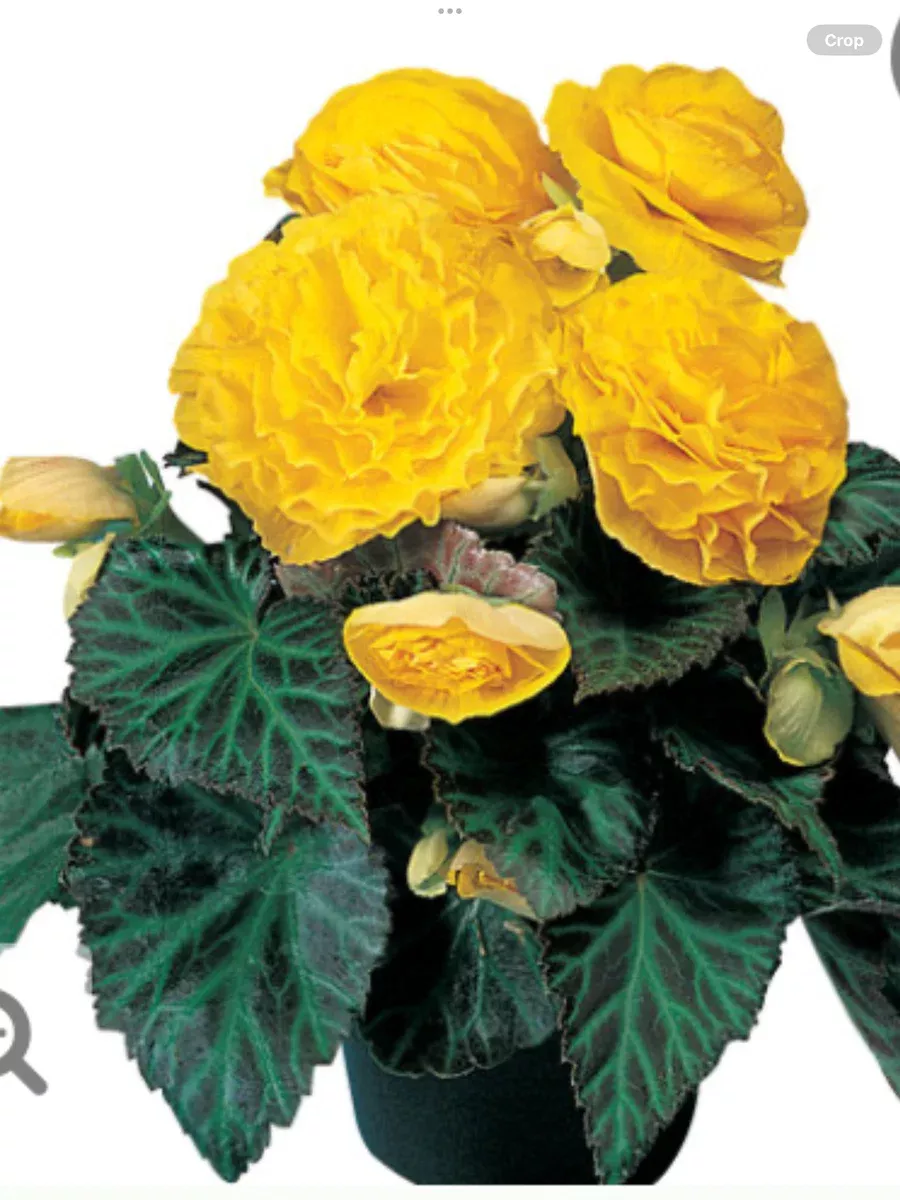 Nonstop Yellow Tuberous BegoniaBegonia x tuberhybrida