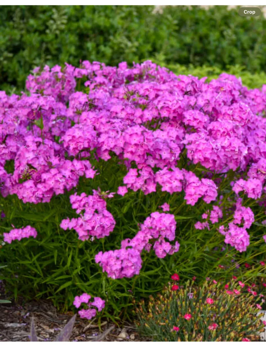 'Opening Act Pink-a-Dot' Hybrid PhloxPhlox hybrid
