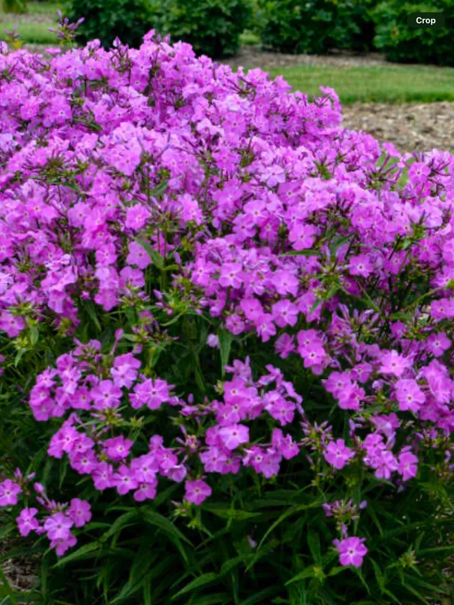 'Opening Act Romance' Hybrid PhloxPhlox hybrid