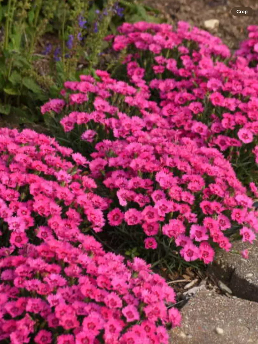 ‘Paint the Town Fancy' PinksDianthus hybrid