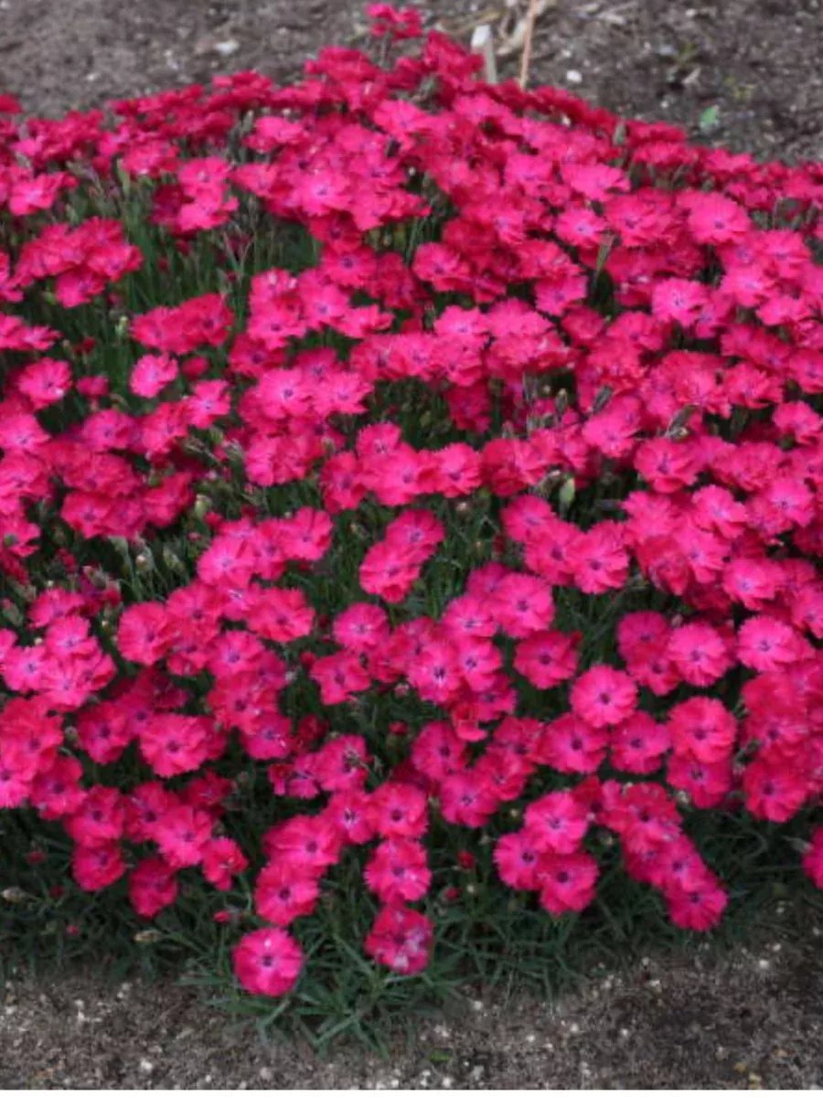 'Paint the Town Red' PinksDianthus hybrid