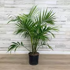 Palm Majesty