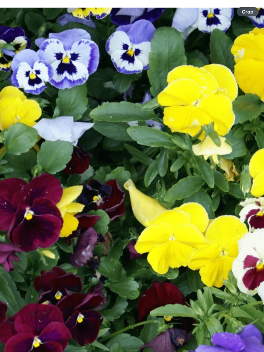 Pansy/Violas Spring Annuals