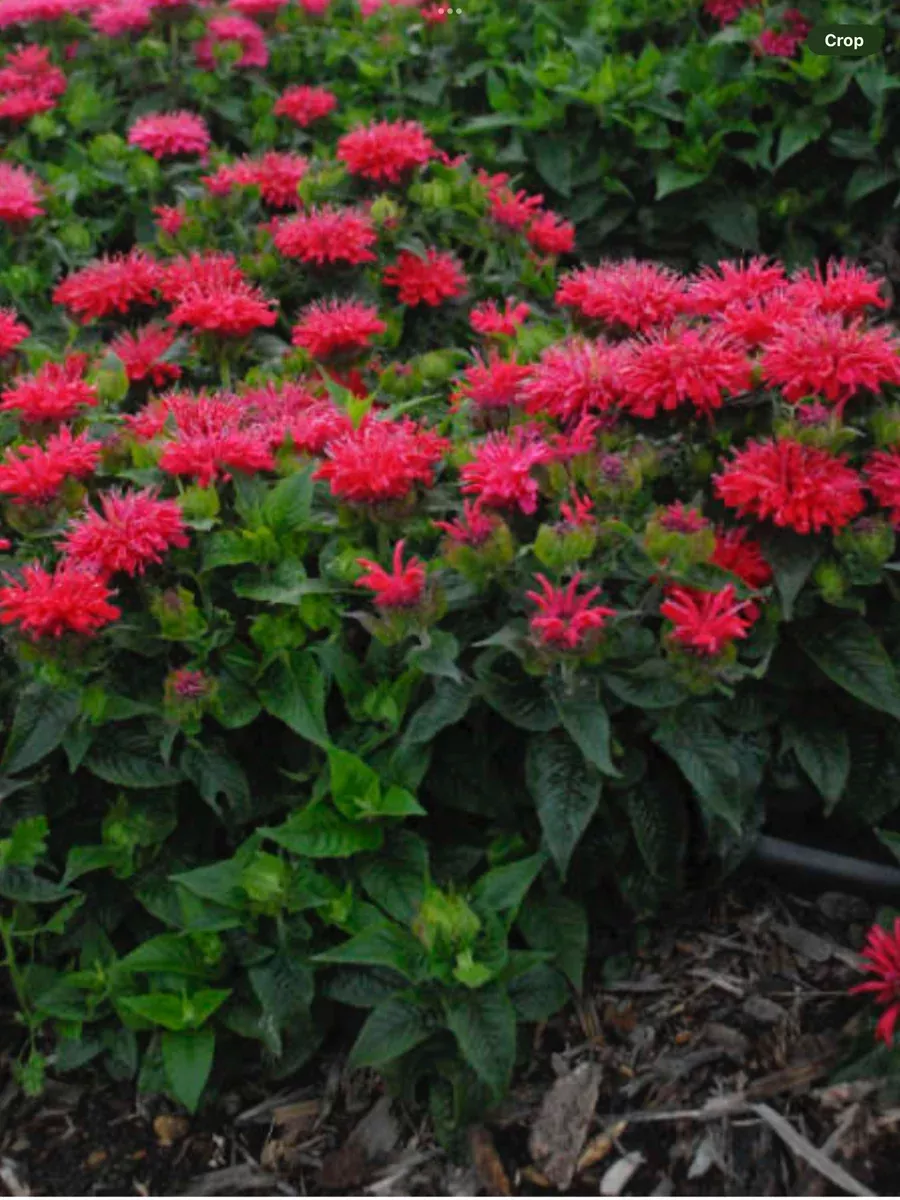 'Pardon My Cerise' Bee BalmMonarda didyma