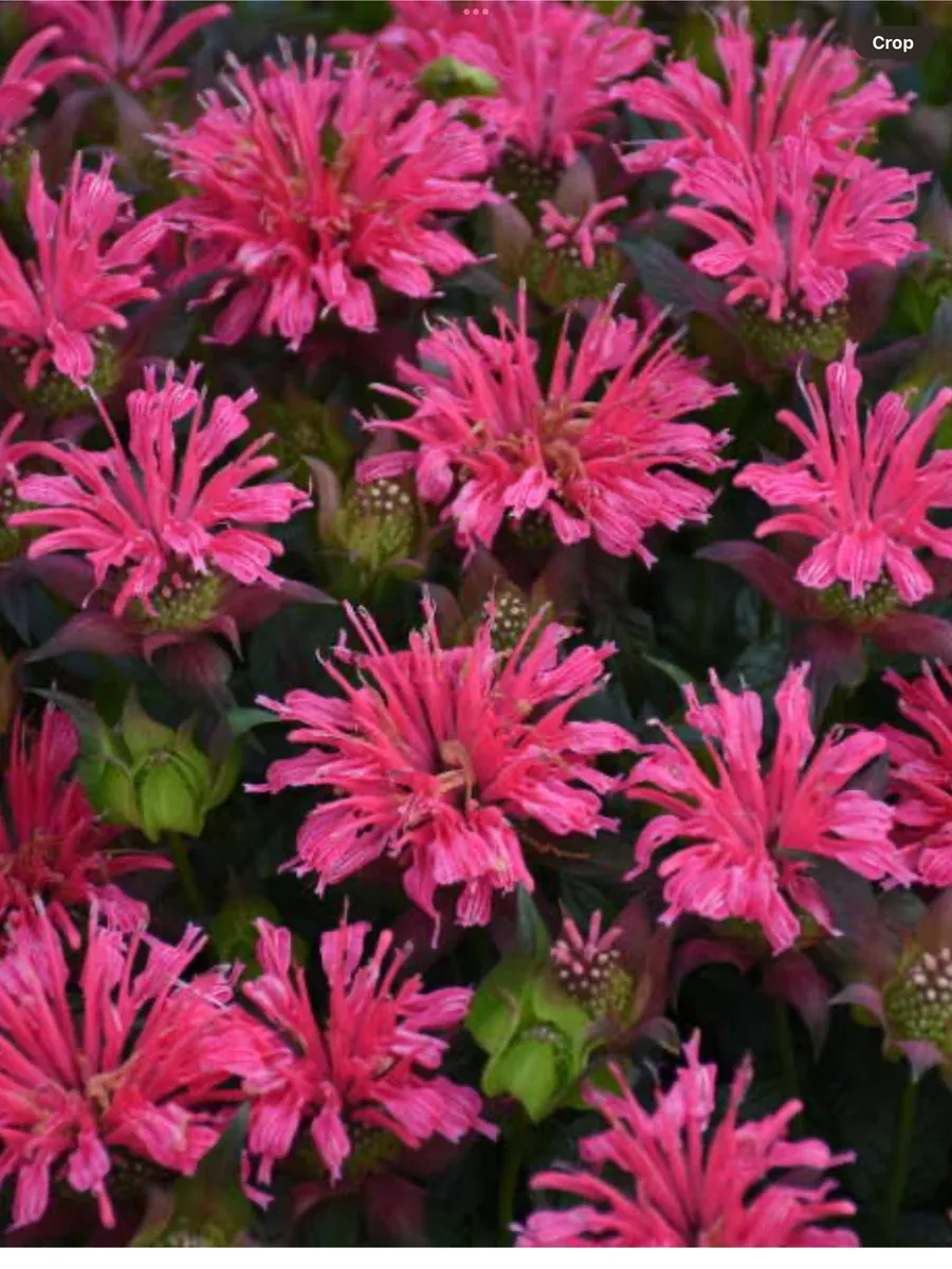 'Pardon My Rose' Bee BalmMonarda didyma