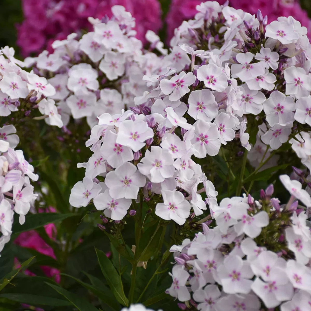 ‘Party Girl’ Tall Garden Phlox- Garden Girls series