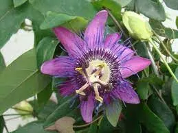 Passiflora on Trellis