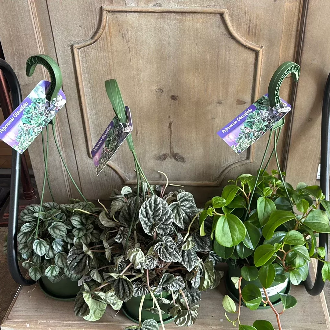 Peperomia 'Assorted' Hanging Basket