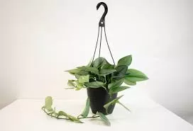 Philodendron 'Treubi Moonlight' Hanging Basket