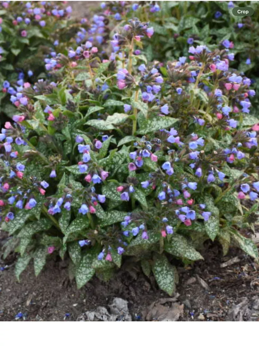 'Pink-a-Blue' LungwortPulmonaria hybrid