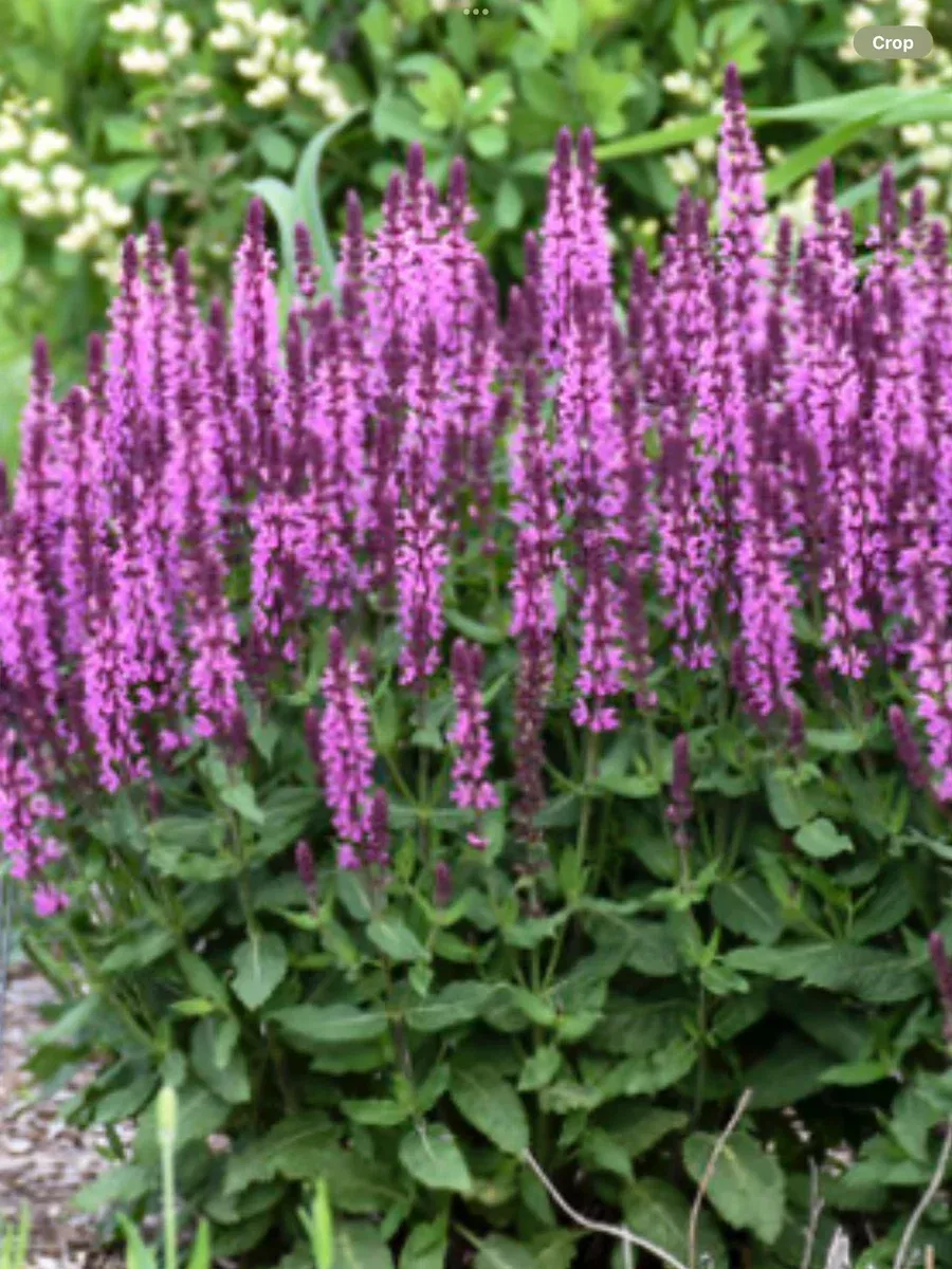 'Pink Profusion' Perennial SalviaSalvia nemorosa