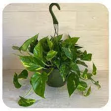 Pothos Golden Hanging Basket