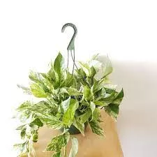 Pothos 'Marble Queen' Hanging Basket