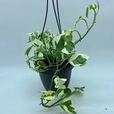 Pothos Pearl and Jade Hanging Basket