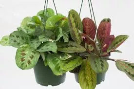 Prayer Plant 'Assorted' Hanging Basket