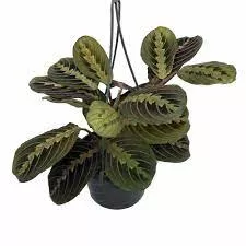 Prayer Plant 'Red' Hanging Basket