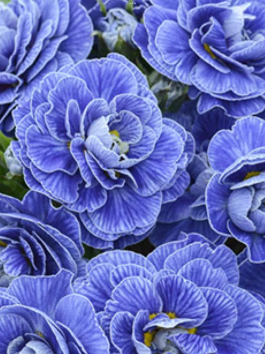 Primula vulgaris Belarina Baltic Blue