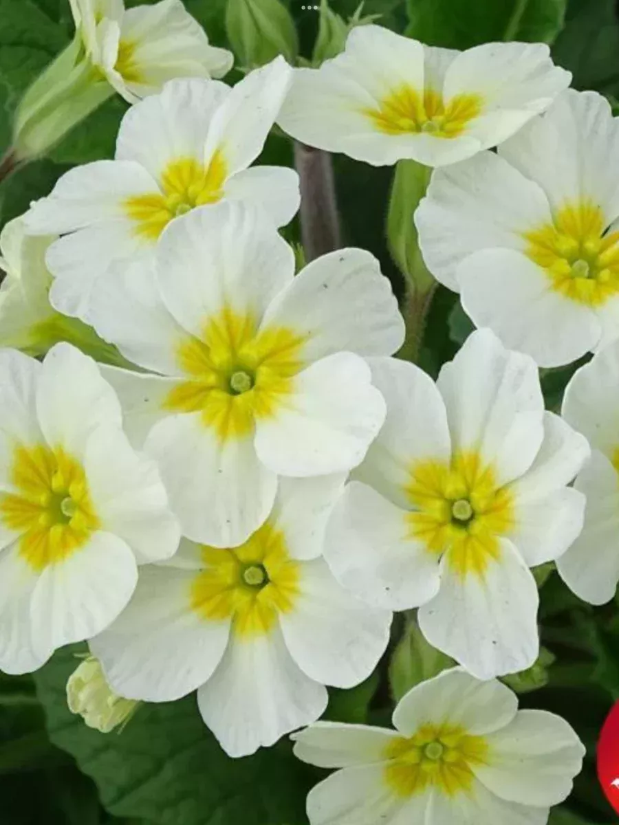 Primula vulgaris Oakleaf White