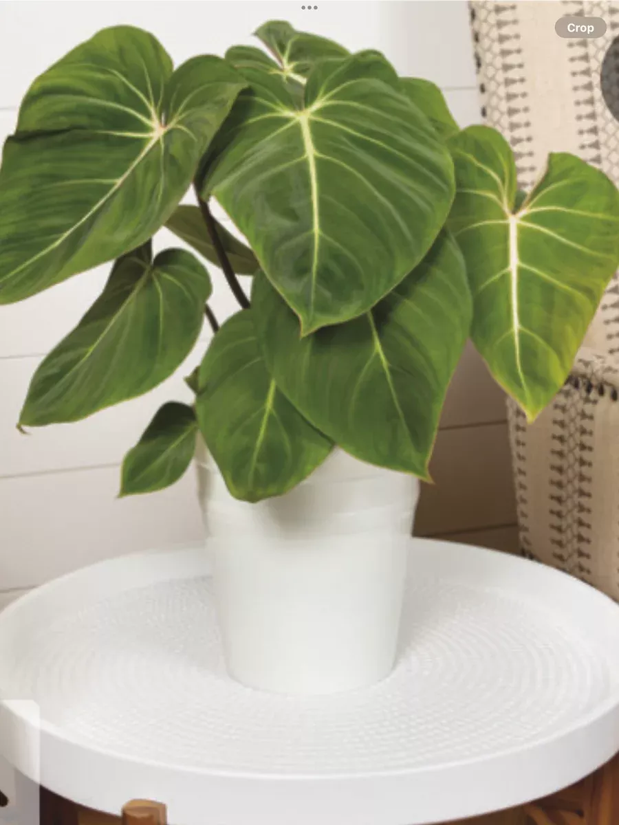 Prismacolor™ GloriosumPhilodendron gloriosum